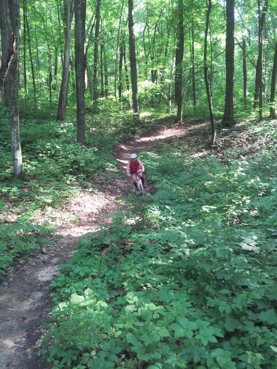 A person riding a bicycle along a winding dirt trail in a lush green forest, surrounded by tall trees and dense foliage. Sunlight filters through the leaves, illuminating the path. Yankee Springs mountain bike trail.