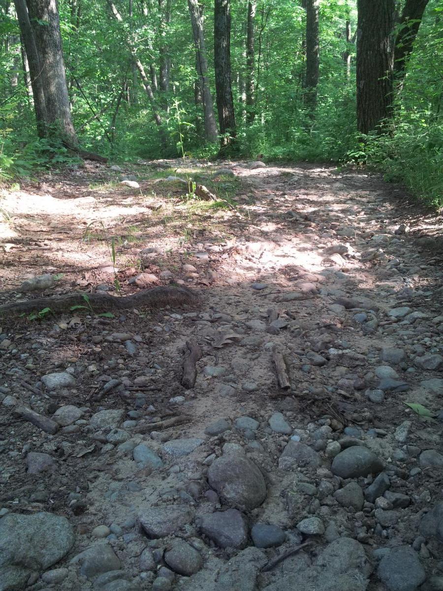 A dirt trail winding through a lush green forest, with sunlight filtering through the trees. The path is uneven, scattered with rocks and small branches, indicating a natural, unpaved hiking route. Yankee Springs mountain bike trail.