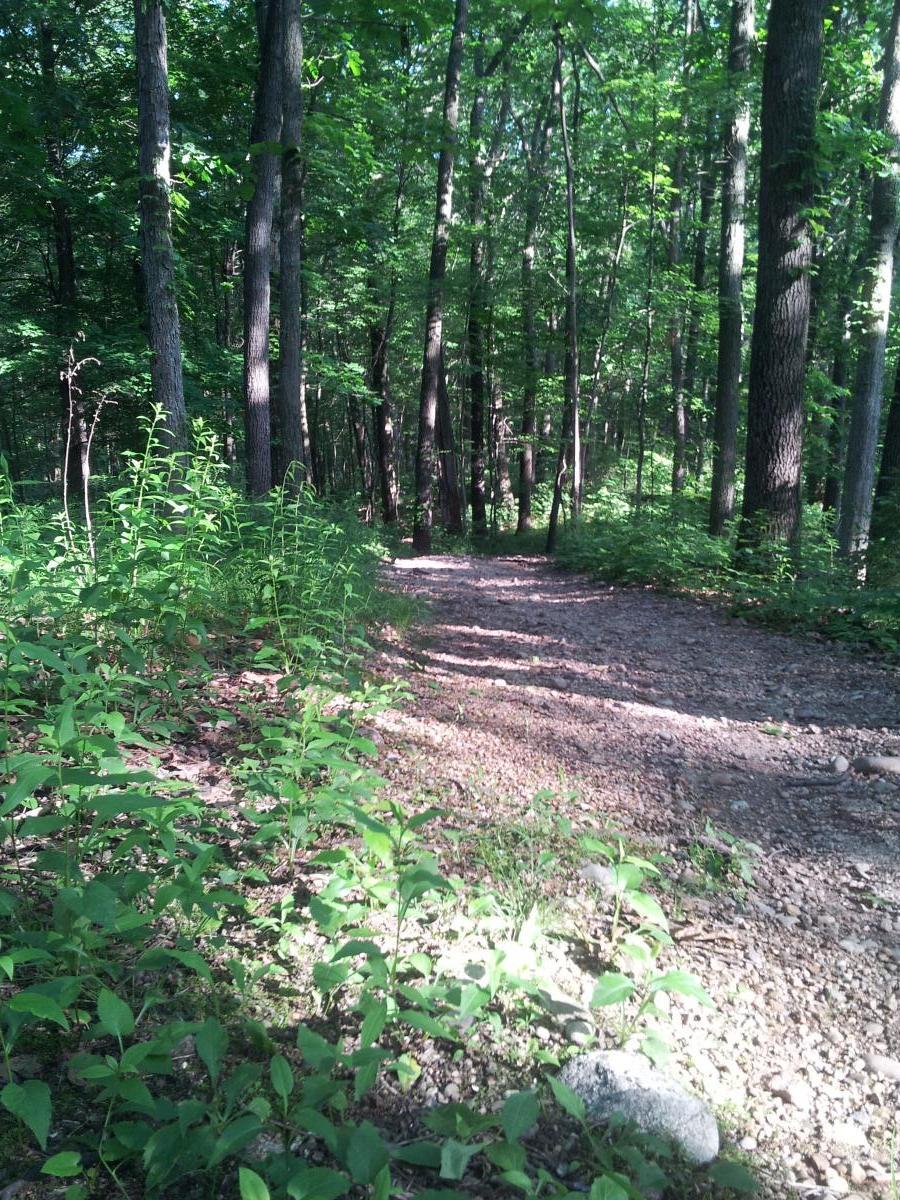 A winding gravel path through a dense forest, surrounded by tall trees and vibrant green foliage, with sunlight filtering through the leaves, creating dappled shadows on the ground. Yankee Springs mountain bike trail.