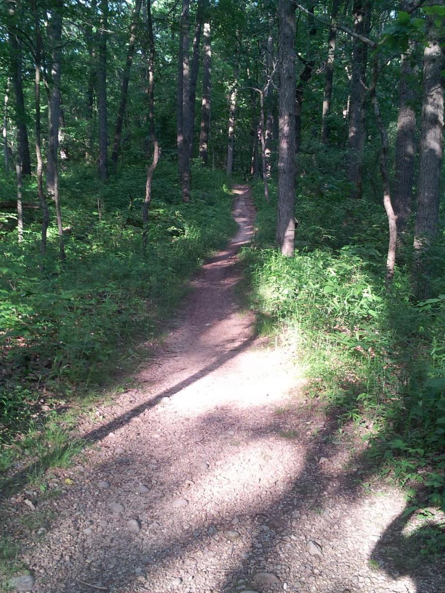 A winding gravel trail through a lush green forest, surrounded by tall trees and dense underbrush. Sunlight filters through the leaves, casting dappled shadows on the path. Yankee Springs mountain bike trail.
