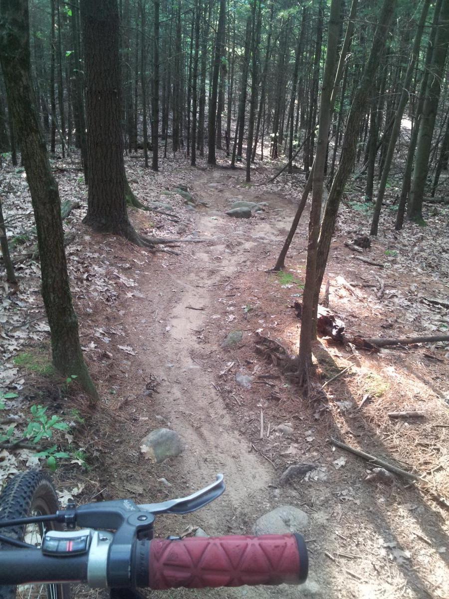 Mountain bike handlebars in the foreground with a winding dirt trail surrounded by tall trees in a forested area. The trail is marked by patches of exposed soil and scattered rocks, suggesting a rugged terrain. Dappled sunlight filters through the leaves, illuminating parts of the trail. Yankee Springs mountain bike trail.