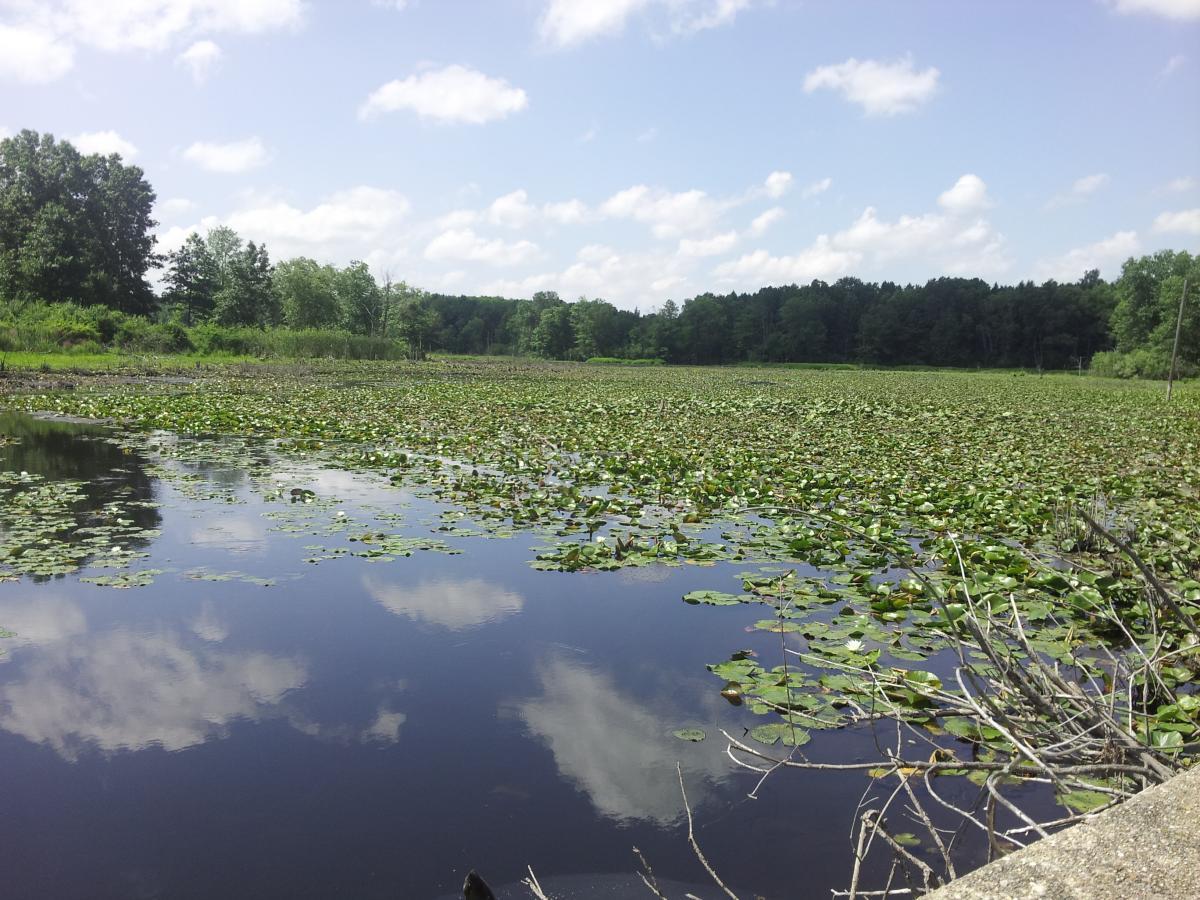 A serene landscape featuring a calm pond covered with lily pads, surrounded by lush green trees under a partly cloudy blue sky. The reflections of the clouds and trees are visible in the water, creating a tranquil natural scene. Fort Custer Recreation Area mountain bike trail.