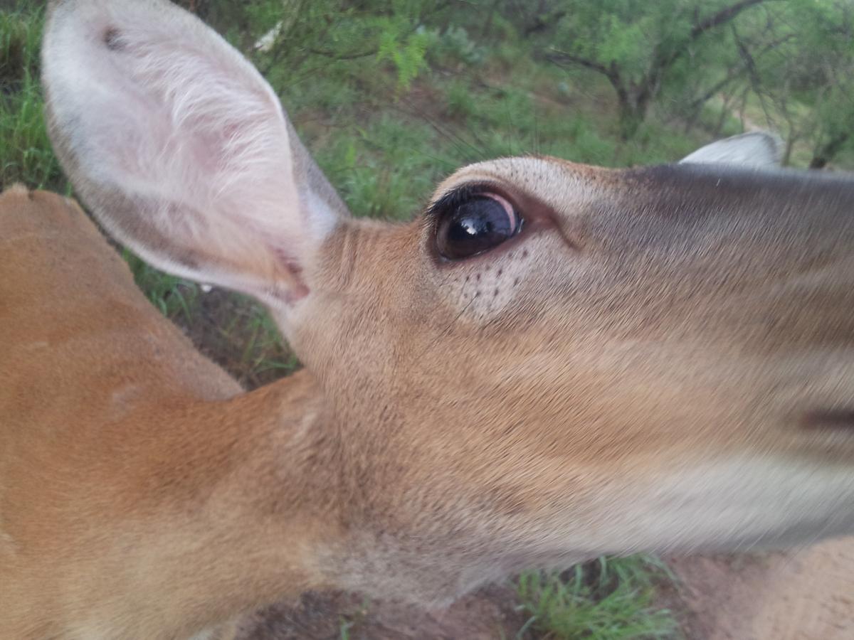 Close-up view of a deer's head, showing its large eye and prominent ear, with green foliage blurred in the background. Palo Duro Canyon mountain bike trail.
