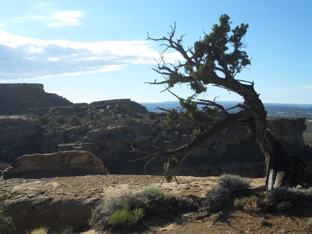 A solitary tree with twisted branches stands on rocky terrain, overlooking a vast landscape of cliffs and canyons under a bright blue sky with scattered clouds. The terrain is dotted with shrubs and stones, creating a rugged natural scene. High Desert Trail System mountain bike trail.