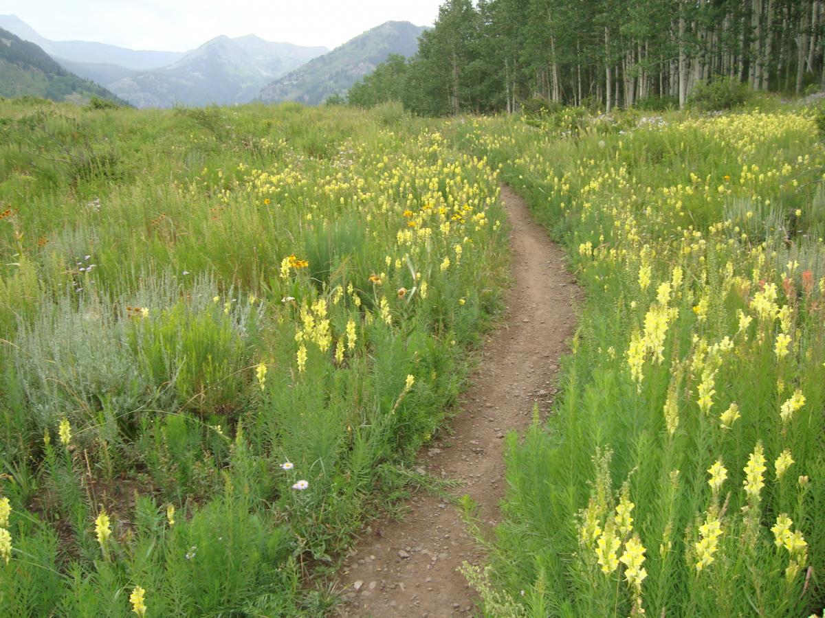 A winding dirt path leads through a vibrant field of yellow and green wildflowers, set against a backdrop of rolling hills and mountains. The scene is serene, showcasing the beauty of nature under a cloudy sky. Lupine Trail mountain bike trail.