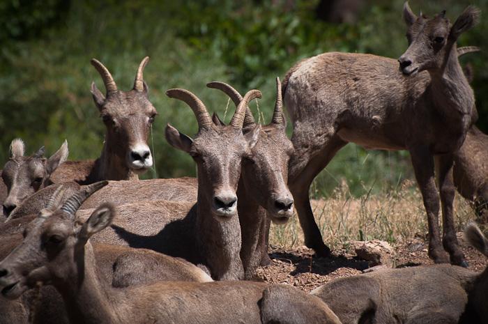 A group of mountain goats resting together in a natural setting, with several individuals facing the camera and others lying down. The background features green foliage and a sunny atmosphere. Waterton Canyon mountain bike trail.