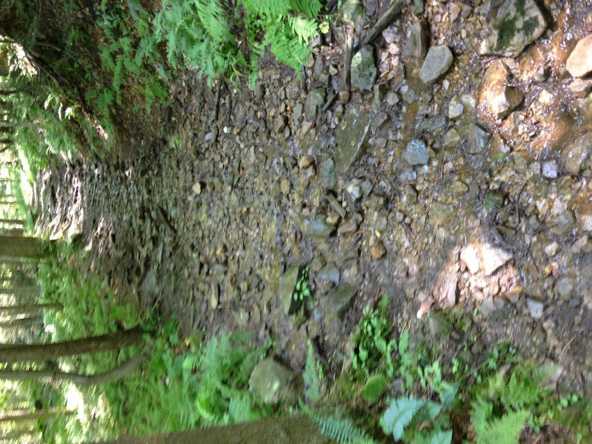A rocky trail winding through a lush forest, with ferns lining the edges and patches of sunlight illuminating the ground. Small stones and pebbles cover the pathway, indicating a natural, possibly wet environment. Coopers Rock mountain bike trail.