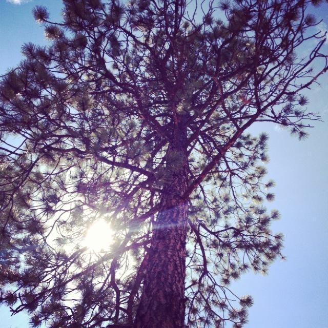 A tall tree viewed from below, with sunlight filtering through its branches against a clear blue sky. The tree's bark is rough and textured, and its green needles are prominently visible. Chair Rocks mountain bike trail.
