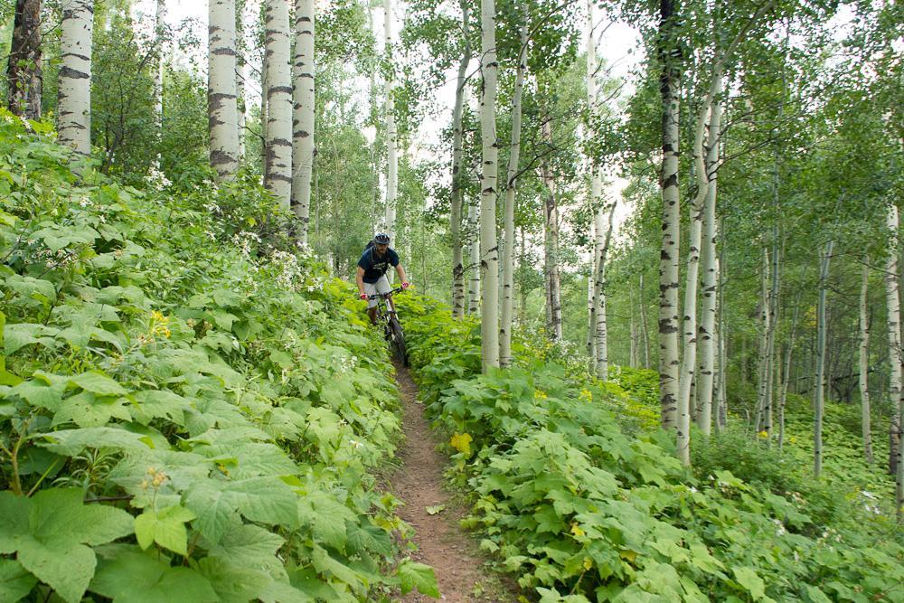 A mountain biker navigating a narrow dirt trail surrounded by dense greenery and tall aspen trees in a forest setting. Son Of Middle Creek mountain bike trail.