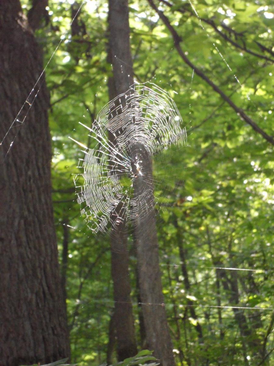 A close-up view of a spider web glistening in sunlight, suspended between tree trunks in a dense forest. The intricate pattern of the web is clearly visible against a backdrop of blurred green leaves and tree bark. Fort Custer Recreation Area mountain bike trail.