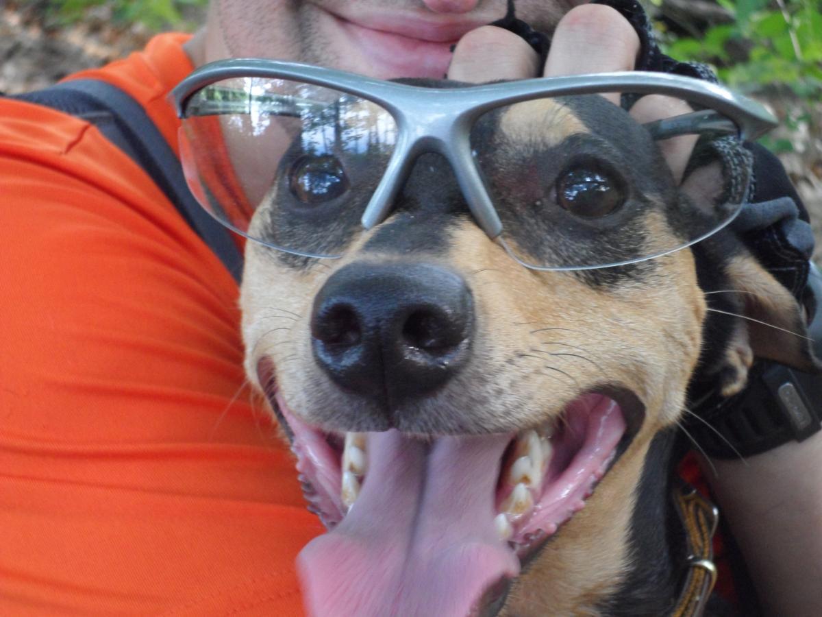 A happy dog wearing oversized sunglasses is being held close by a person with an orange shirt. The dog's mouth is open in a wide smile, and its tongue is out, showing excitement. The background features greenery, suggesting an outdoor setting. Fort Custer Recreation Area mountain bike trail.