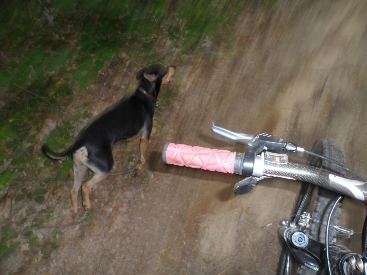 A close-up view of a mountain bike handlebar with a pink grip, positioned alongside a dog standing on a dirt trail surrounded by greenery. The dog appears to be looking off to the side, capturing a moment during an outdoor biking adventure. Fort Custer Recreation Area mountain bike trail.