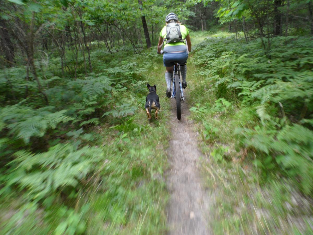 A person riding a bicycle on a narrow path through a lush green forest, accompanied by a black dog running alongside. Pentwater Pathways mountain bike trail.