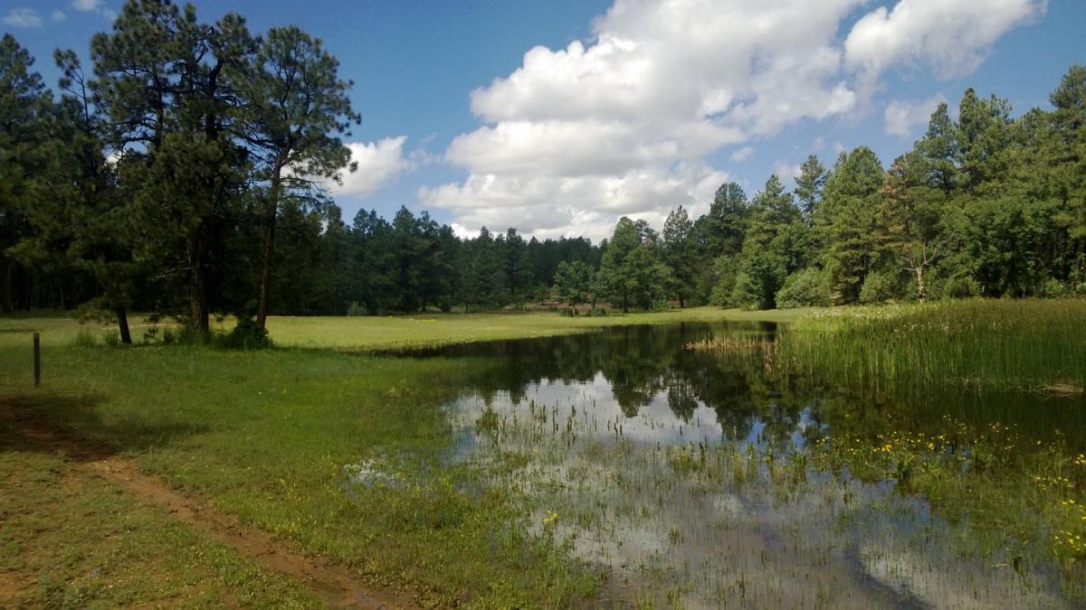 A serene landscape featuring a calm pond reflecting the sky and surrounding greenery. Pine trees line the edges, and a grassy field stretches into the distance under a partly cloudy blue sky. Quaking Aspen Trail mountain bike trail.