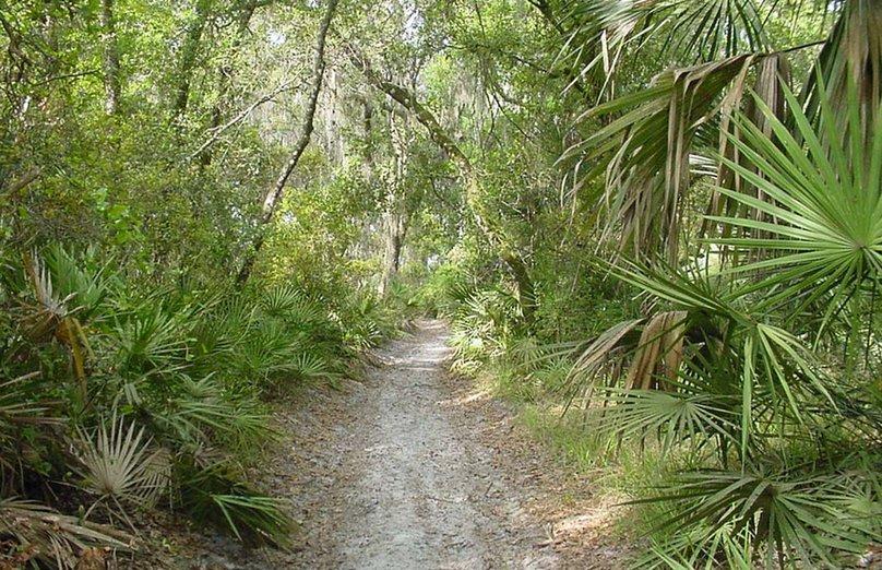 A dirt path winding through a lush green forest, flanked by various plants and trees, with sunlight filtering through the foliage above. Lake Beresford Park Nature Trail mountain bike trail.
