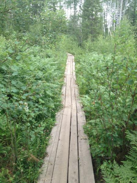 A wooden boardwalk winding through a lush green area filled with ferns and young trees, surrounded by dense foliage. Emerald Mountain mountain bike trail.