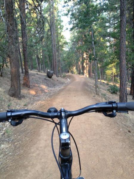 A view from the handlebars of a mountain bike on a dirt trail winding through a forest with tall green trees. A brown bear can be seen off to the left side of the path. Sunlight filters through the branches, creating a serene outdoor atmosphere. Humbug Hurry-up mountain bike trail.
