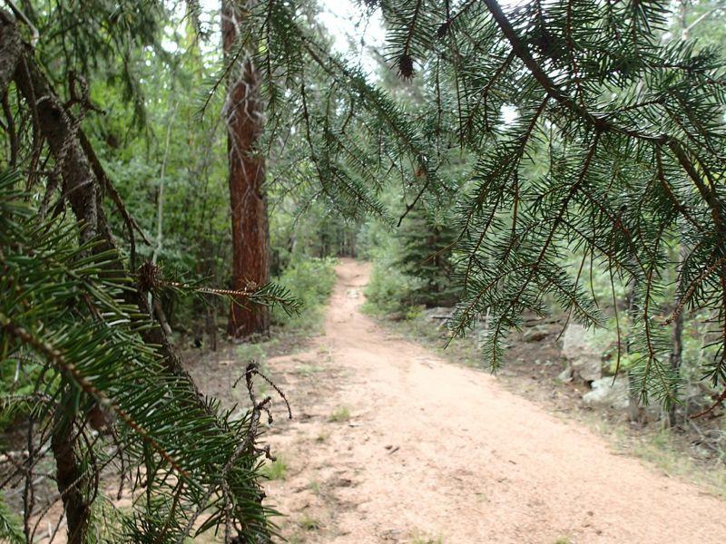 A dirt path winding through a lush forest, framed by pine branches. The trail is surrounded by tall trees and dense greenery, creating a serene and inviting atmosphere. Buffalo Creek mountain bike trail.