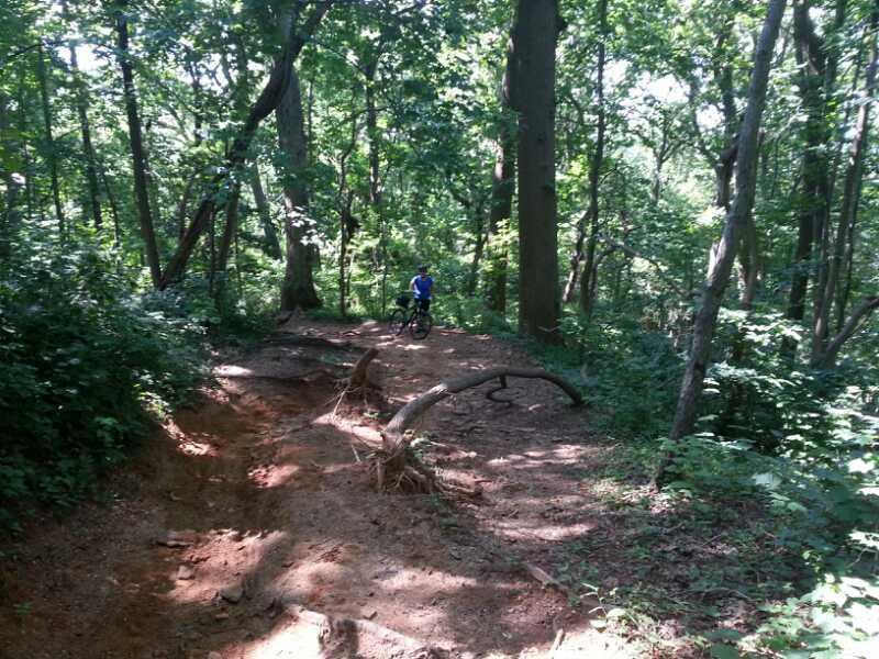 A cyclist wearing a blue shirt is standing on a dirt path in a dense forest, surrounded by tall trees and lush green foliage. The path is uneven with exposed roots and a slight incline, indicating it is a biking trail. Sunlight filters through the leaves, creating dappled patterns on the ground. Hartshorne Woods Park mountain bike trail.