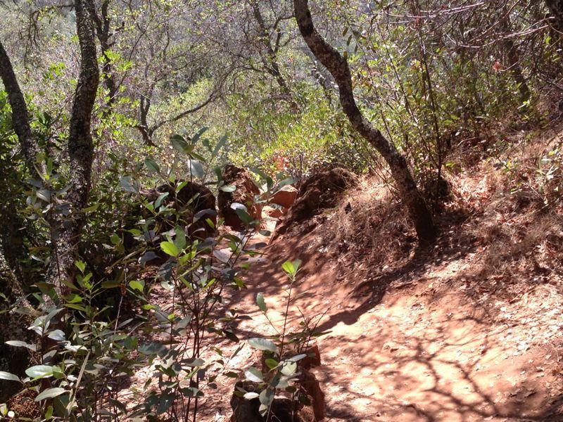A narrow trail winding through a lush forest, surrounded by various trees and greenery, with sunlight filtering through the leaves. The path is lined with rocks and dry foliage, creating a natural, serene atmosphere. Hidden Falls Regional Park mountain bike trail.