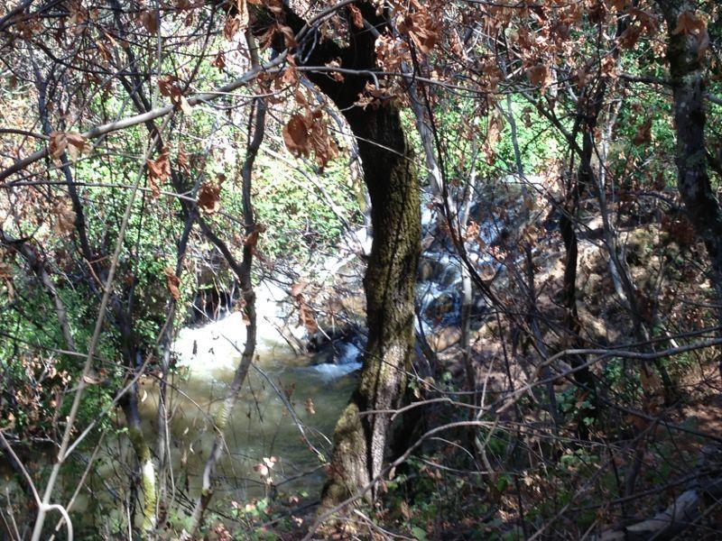 A serene stream flowing through a wooded area, surrounded by trees with green foliage and some dried leaves. The sunlight filters through the branches, casting dappled shadows on the water. Old Flume Trail / South Yuba Trail mountain bike trail.