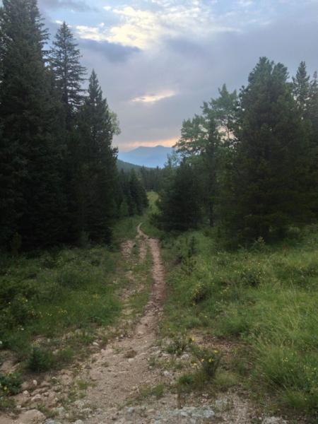 A winding dirt path leads through a lush green forest, flanked by tall pine trees. In the background, soft mountains rise under a cloudy sky, with hints of sunlight peeking through the clouds. Wildflowers dot the grassy edges of the path, creating a serene and inviting natural landscape. Lion Gulch mountain bike trail.