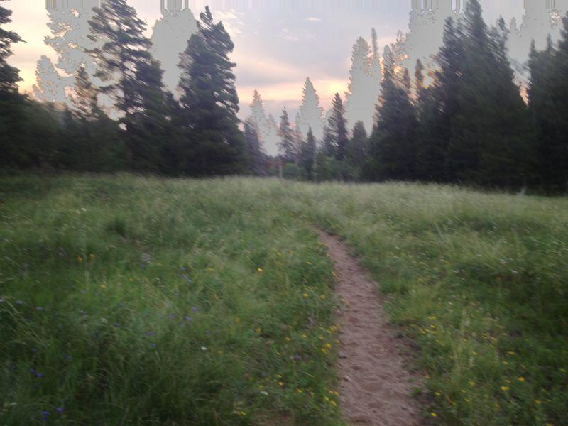 A grassy field with a sandy path winding through it, bordered by tall trees under a softly lit sky at dusk. Wildflowers dot the meadow, creating a serene natural landscape. Lion Gulch mountain bike trail.