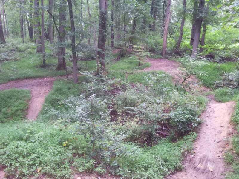 A tranquil forest scene featuring a winding path through lush greenery. Tall trees with vibrant foliage surround the area, while patches of grass and bushes fill the ground, creating a serene natural environment. Schaeffer Farms mountain bike trail.