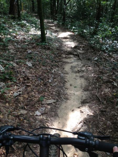 A narrow, winding dirt bike trail surrounded by dense greenery, with the handlebars of a bike visible in the foreground. Sunlight filters through the trees, highlighting the sandy path and scattered leaves. Fort Rucker mountain bike trail.
