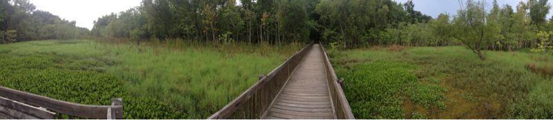 A wooden boardwalk winding through a lush green wetland, surrounded by tall grasses and scattered trees, under a cloudy sky. The scene captures the tranquility and natural beauty of the landscape. Lake Fausse Pointe Trail System mountain bike trail.