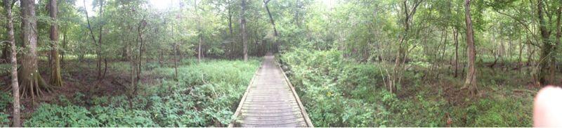 A wooden boardwalk winding through a lush green forest, surrounded by tall trees and dense underbrush. The scene captures a tranquil natural environment, with soft sunlight filtering through the leaves. Lake Fausse Pointe Trail System mountain bike trail.