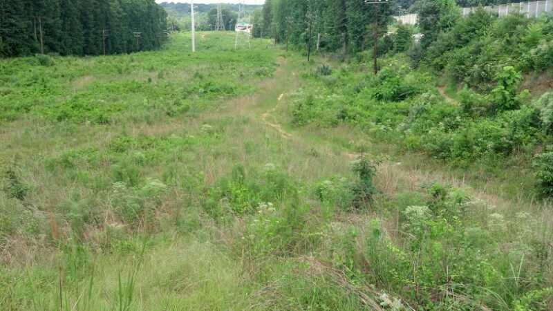 A wide, grassy clearing surrounded by trees, with tall green grasses and various shrubs dominating the landscape. The area is partly overgrown, featuring a narrow dirt path leading through the vegetation. In the background, power lines are visible, and a hint of a road or trail can be seen in the distance. The scene demonstrates a natural, untamed environment. Wakefield mountain bike trail.
