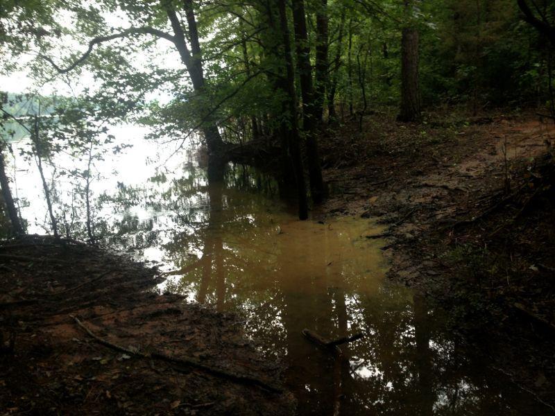 A serene lakeside scene featuring muddy banks and lush green trees, with reflections shimmering on the water's surface. The area shows signs of recent rainfall or flooding, with a mix of wet ground and visible tree roots. The atmosphere is calm and natural, surrounded by dense forest. Paynes Creek mountain bike trail.