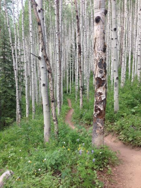 A winding dirt path leads through a dense grove of tall, slender aspen trees with white bark. Lush green undergrowth and colorful wildflowers dot the forest floor, creating a serene and tranquil atmosphere. Beaver Creek Ski Resort mountain bike trail.