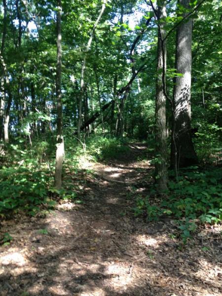 A winding dirt path through a lush, green forest, surrounded by tall trees and dense foliage, with sunlight filtering through the leaves. Heritage Park mountain bike trail.