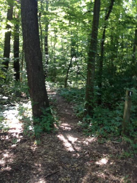 A narrow dirt path winding through a dense forest, surrounded by tall trees and lush greenery. Sunlight filters through the leaves, creating a serene and inviting atmosphere. Heritage Park mountain bike trail.