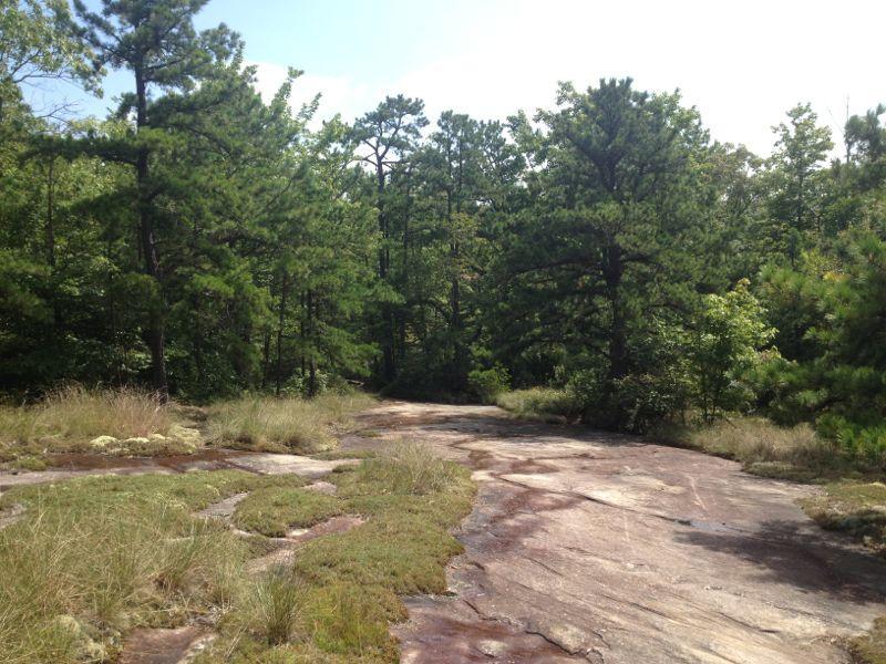 A rocky path winding through a dense forest of green pine trees, with patches of grass and moss scattered along the ground. The sky is partly cloudy, and sunlight filters through the trees, illuminating the natural landscape. Cedar Rock Trail #16 mountain bike trail.