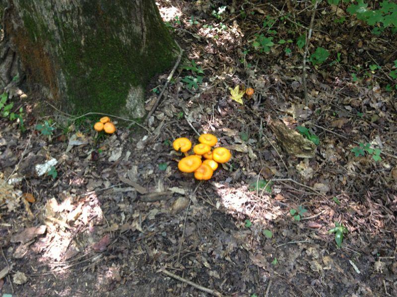 A cluster of bright orange mushrooms growing on the forest floor, surrounded by fallen leaves and twigs, near the base of a tree. Sunlight filters through the trees, illuminating the scene. Yellow River mountain bike trail.