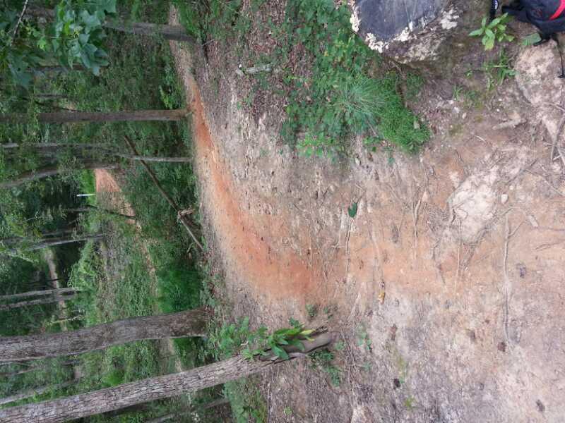 A dirt trail winding through a wooded area, surrounded by trees and greenery. The trail shows signs of wear, with exposed roots and a few scattered rocks. The overall scene is tranquil and natural, showcasing a path ideal for hiking or biking. Georgia International Horse Park mountain bike trail.