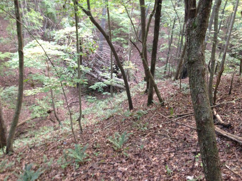 A serene forest scene with a steep incline covered in leaves, surrounded by tall trees and lush greenery. The undergrowth features ferns and small plants, indicating a vibrant ecosystem. The scene conveys a sense of tranquility and natural beauty. Chicopee Woods mountain bike trail.