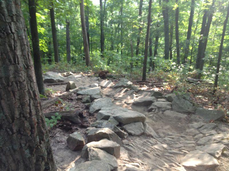 A rocky trail winding through a forest, surrounded by tall trees and greenery. The path is uneven with large stones and patches of dirt, inviting outdoor exploration. Sunlight filters through the leaves, creating a serene atmosphere. Brown County Park mountain bike trail.