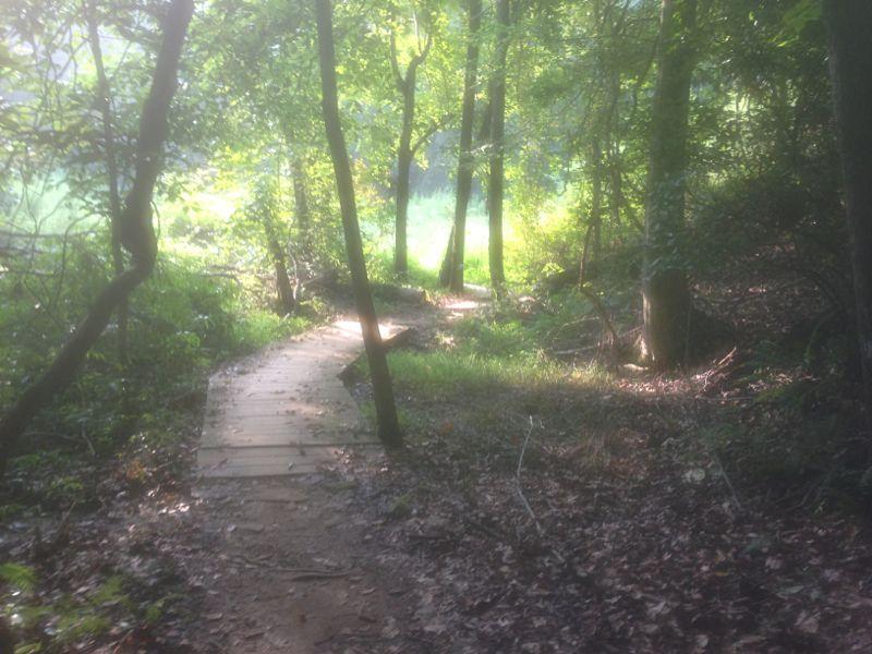A winding wooden path traverses through a lush, green forest, surrounded by trees and undergrowth. Soft sunlight filters through the leaves, illuminating the trail and creating a serene, tranquil atmosphere. Chicopee Woods mountain bike trail.