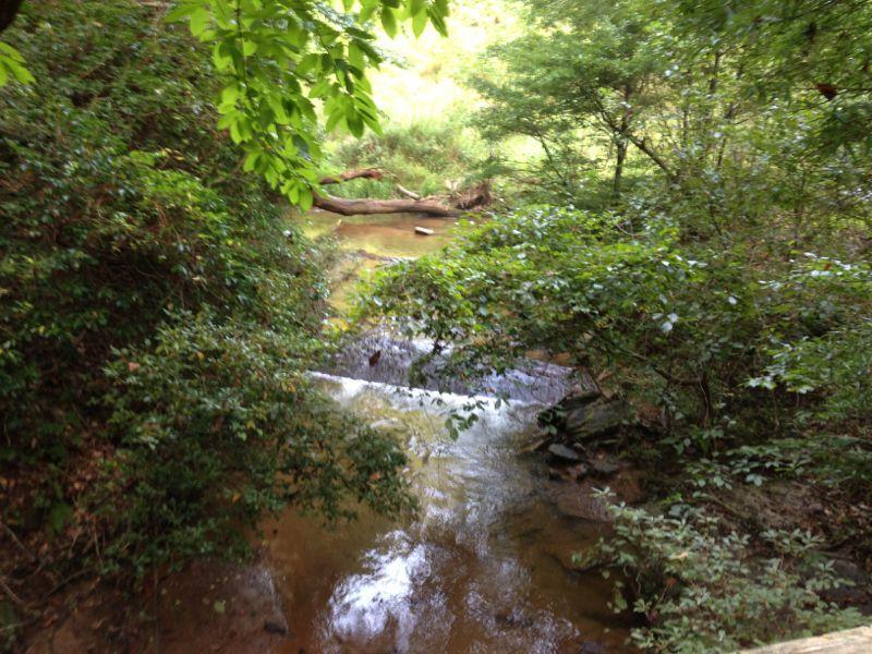 A serene stream flows through a lush, green landscape surrounded by dense vegetation. Sunlight filters through the leaves overhead, casting a gentle glow on the water. A fallen tree is visible among the foliage, adding to the tranquil natural setting. Chicopee Woods mountain bike trail.