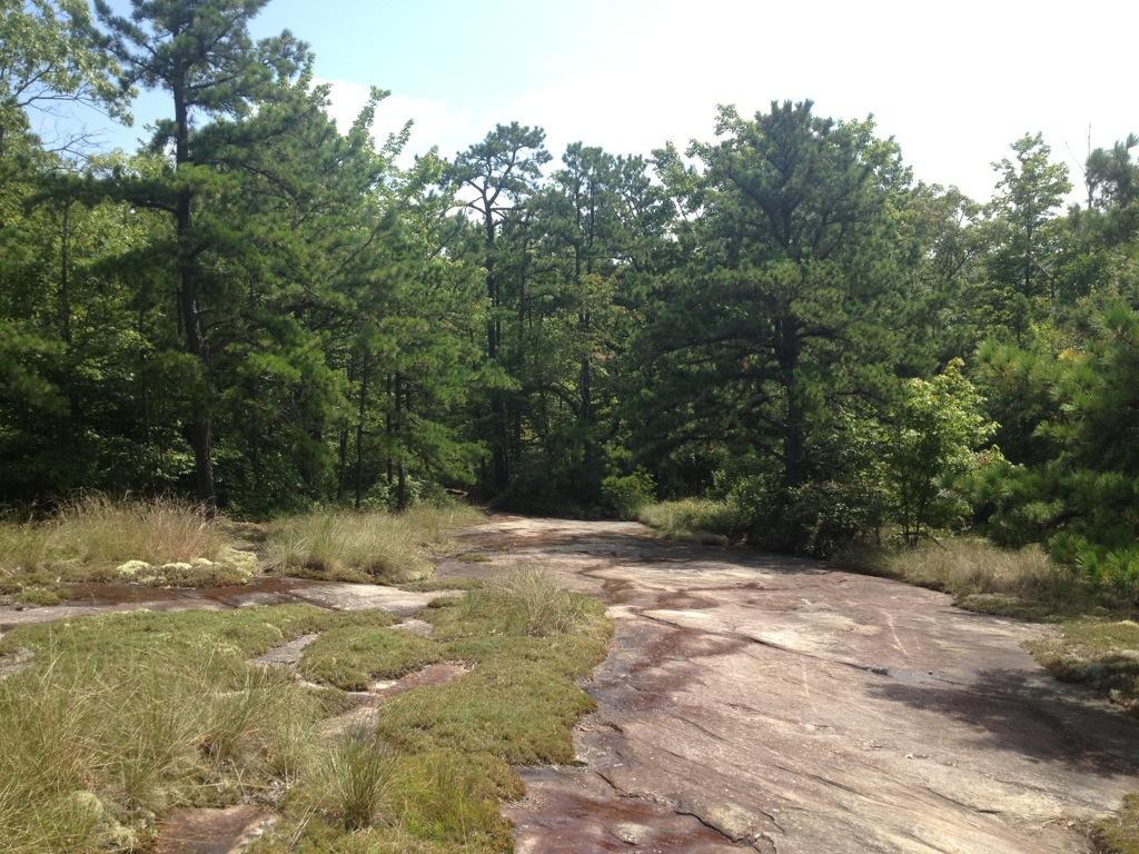 A rocky pathway winding through a forested area, surrounded by tall pine trees and patches of green grass. The sky is partly cloudy, creating a serene outdoor atmosphere. Cedar Rock Trail #16 mountain bike trail.