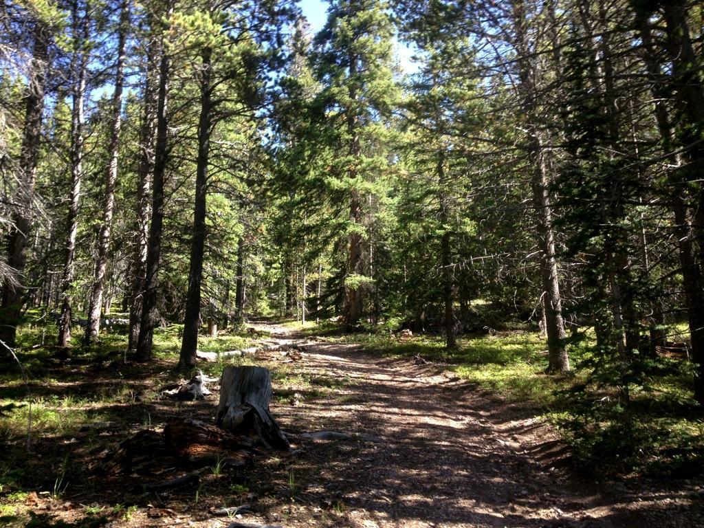 A tranquil forest scene featuring a narrow dirt path winding through tall green trees. Sunlight filters through the branches, illuminating the forest floor, which is dotted with fallen logs and foliage. The environment conveys a sense of peace and natural beauty. Starvation Creek mountain bike trail.
