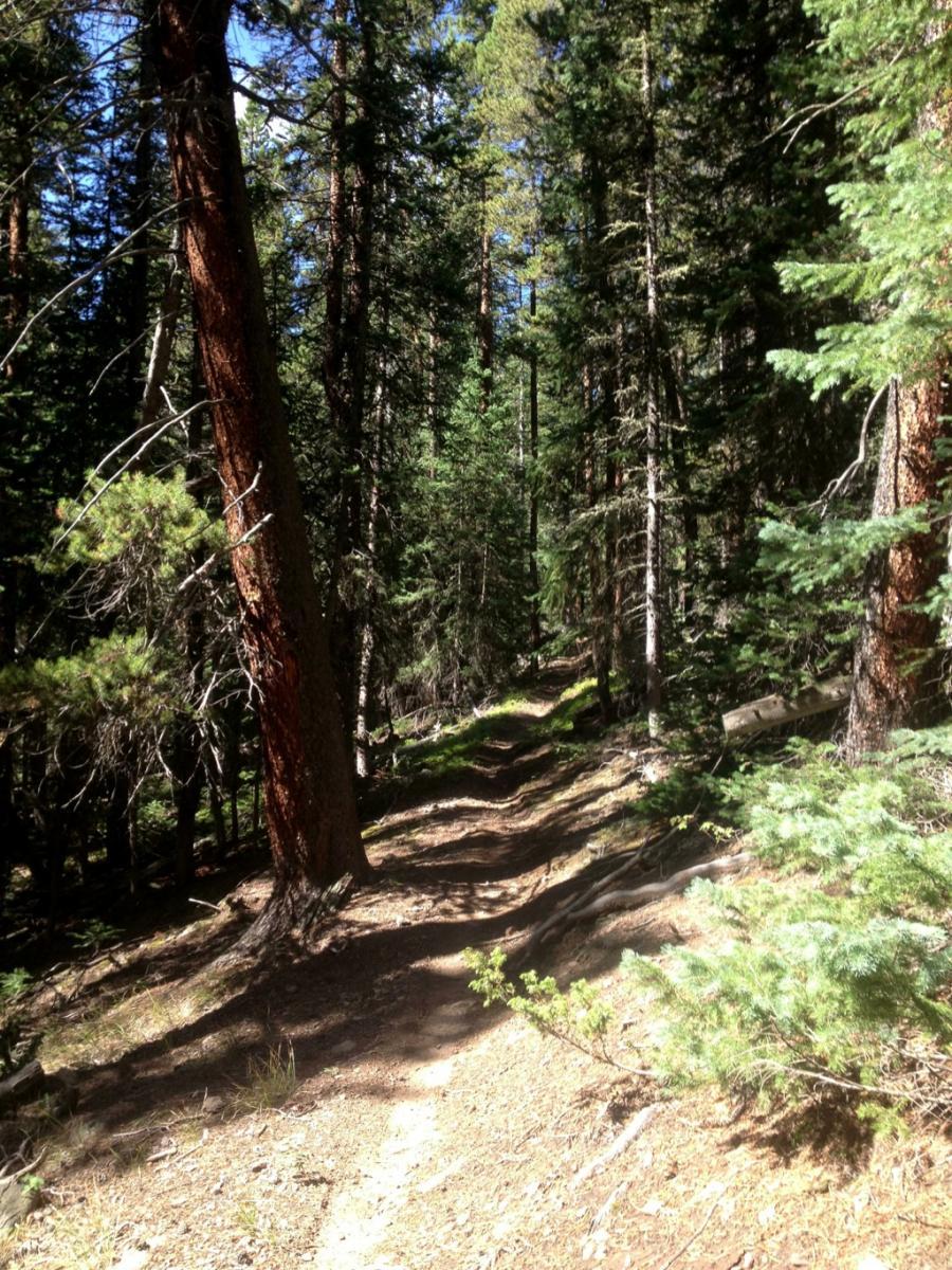 A narrow dirt trail winding through a lush green forest, flanked by tall trees and dappled sunlight filtering through the leaves. The path is surrounded by a mix of pine and fir trees, with patches of sunlight casting gentle shadows on the ground. The scene conveys a sense of tranquility and the beauty of nature. Starvation Creek mountain bike trail.
