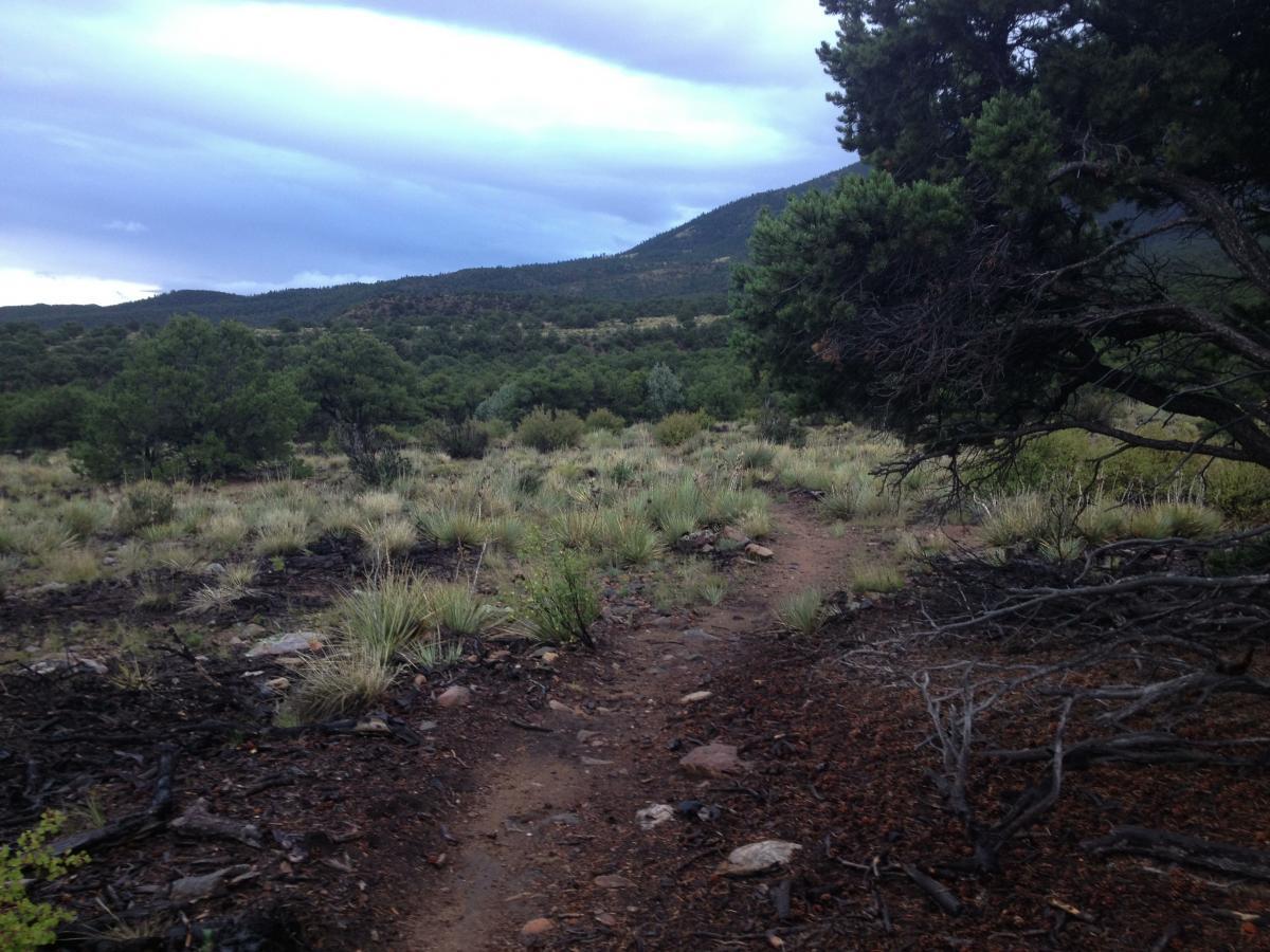 Alt text: A winding dirt path leads through a grassy landscape dotted with shrubs and small trees, with distant hills and a cloudy sky in the background. Double Rainbow mountain bike trail.