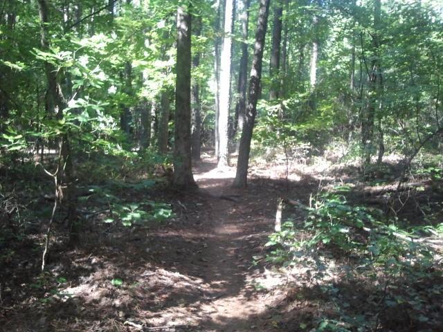 A narrow dirt path winding through a dense forest, surrounded by tall trees and lush green foliage. Sunlight filters through the leaves, creating dappled light on the trail. The scene evokes a sense of tranquility and connection with nature. Tribble Mill Park mountain bike trail.