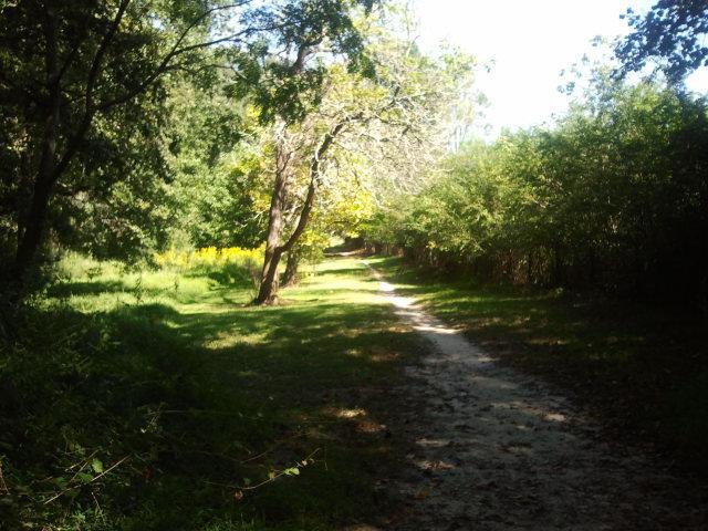 A serene trail winding through a lush green landscape, bordered by tall trees and bushes, with sunlight filtering through the leaves. The path appears well-trodden, leading into the distance where it bends slightly, inviting exploration. Tribble Mill Park mountain bike trail.