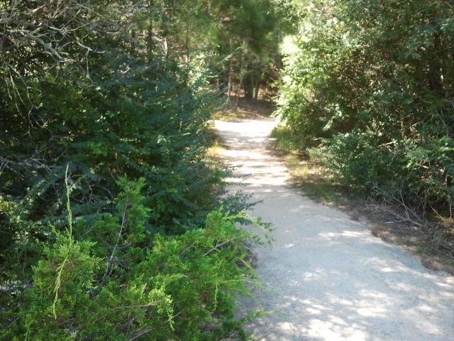 A winding gravel pathway surrounded by dense greenery and trees, leading into a serene natural environment. Tribble Mill Park mountain bike trail.